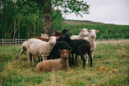 Välimaa lammaspaimen