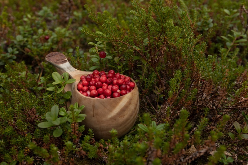 kuksa